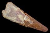 Bargain, Pterosaur (Siroccopteryx) Tooth - Morocco #123638-1